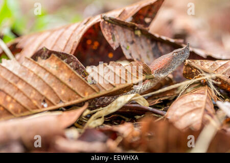 Nez de porc Rainforest Pit Viper Porthidium nasutum parmi la litière près de Boca Tapada, Costa Rica, février, 2014. Banque D'Images