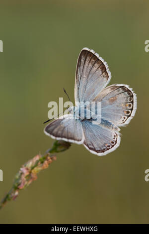 Chalkhill Blue Polyommatus corydon butterfly se percher sur le côté de la tête de l'herbe avec des ailes supérieures montrant ouvert upperside Banque D'Images