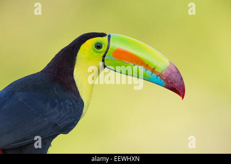 Close up de Toucan à carène Ramphastos sulfuratus à Boca Tapada, Costa Rica, Décembre, 2013. Banque D'Images