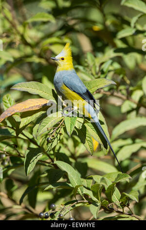 Long-tailed Silky-Flycatcher caudatusin Ptiliogonys perché en berry tree près de San Gerardo de dota, le Costa Rica, mars 2014. Banque D'Images