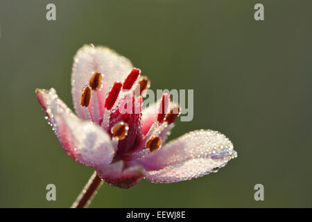 Le butome à ombelle (Butomus umbellatus), fleur, milieu de la Réserve de biosphère de l'Elbe, Saxe-Anhalt, Allemagne Banque D'Images