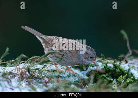 Couverture nid ou Sparrow (Prunella modularis), de l'Ems, Basse-Saxe, Allemagne Banque D'Images