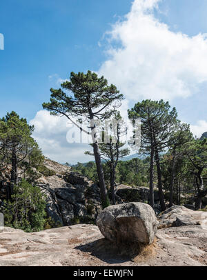 Paysage de montagne avec des pins et de la roche, l'Ospédale, Alta Rocca, Corse, France Banque D'Images
