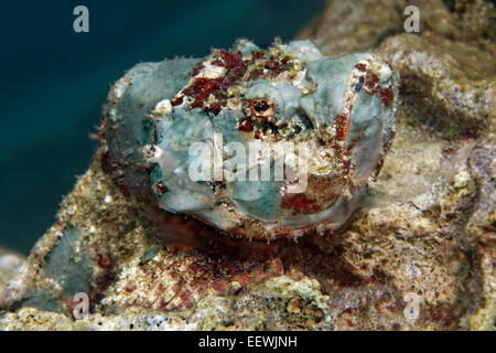 Faux poisson-pierre ou Devil Scorpionfish (Scorpaenopsis diabolus), Jordanie Banque D'Images