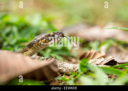 Le nord de Cat-eyed Snake Leptodeira septentrionalis parmi la litière de langue effleurant près de Boca Tapada, Costa Rica, février, Banque D'Images