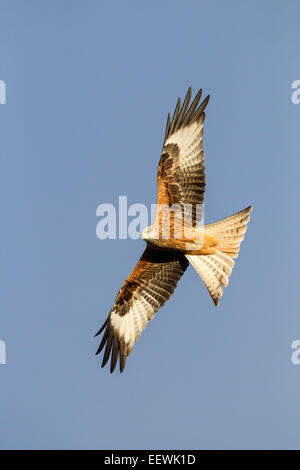 Seul le milan royal Milvus milvus battant avec ailes déployées contre le ciel bleu, Bois-guillaume, Powys, Pays de Galles, novembre 2010. Banque D'Images