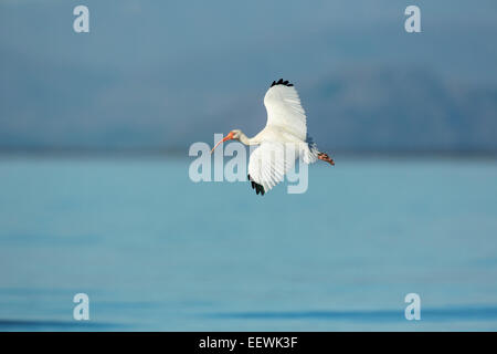 American white Ibis Eudocimus albus volant le long estuaire à Manzanillo, Costa Rica, mars 2014. Banque D'Images