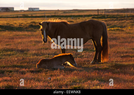 Mare avec son poulain au coucher du soleil près de Hofsós Skagafjörður,, en Islande. Banque D'Images