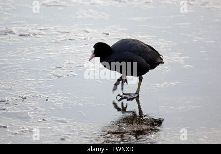 Edinburgh, Ecosse, Royaume-Uni. 22 janvier, 2015. Météo France : Duddingston Loch congelé à zéro degrés avec seulement un petit secteur de l'eau visible ce qui rend difficile pour le coot de nourrir, Banque D'Images