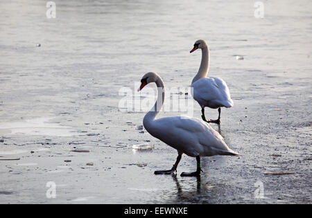 Edinburgh, Ecosse, Royaume-Uni. 22 janvier, 2015. Météo France : Duddingston Loch congelé à zéro degrés avec seulement un petit secteur de l'eau visible ce qui rend difficile pour les cygnes et les canards pour se nourrir, Banque D'Images