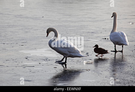 Edinburgh, Ecosse, Royaume-Uni. 22 janvier, 2015. Météo France : Duddingston Loch congelé à zéro degrés avec seulement un petit secteur de l'eau visible ce qui rend difficile pour les cygnes et les canards pour se nourrir, Banque D'Images