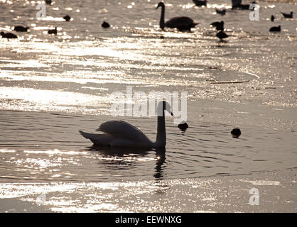 Edinburgh, Ecosse, Royaume-Uni. 22 janvier, 2015. Météo France : Duddingston Loch congelé à zéro degrés avec seulement un petit secteur de l'eau visible ce qui rend difficile pour les cygnes et les canards pour se nourrir, Banque D'Images