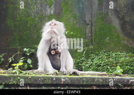 Macaque à longue queue avec son enfant dans la forêt des singes sacrés de Padangtegal manger les restes d'aliments, Ubud, Bali. Banque D'Images