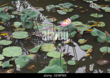 Lotus plantes dans un étang dans un temple hindou à Ubud, Bali. Banque D'Images