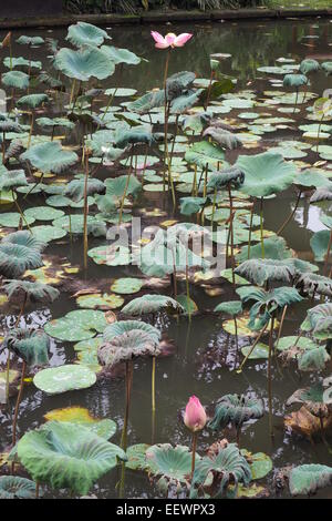 Lotus plantes dans un étang dans un temple hindou à Ubud, Bali. Banque D'Images