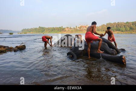 Les formateurs se baignent les jeunes à l'aube des éléphants dans la rivière Periyar, un fleuve au Kerala, Banque D'Images