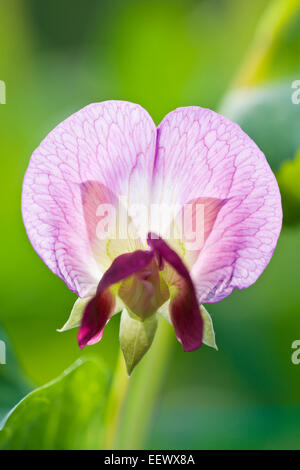 Fleurs de pois - Pisum sativum 'Golden Sweet' mange-tout Banque D'Images