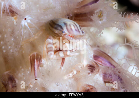 En Crabe porcelaine, Porcellanella triloba enclos, Triton Bay, en Papouasie occidentale, en Indonésie Banque D'Images