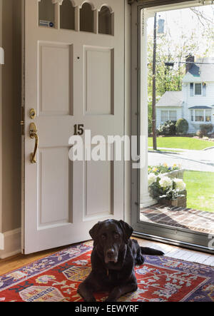 Laboratoire noir chien assis dans l'entrée de Suburban House, USA Banque D'Images