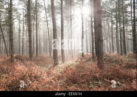 Des éclats de lumière à travers les arbres dans la forêt, le Staffordshire Banque D'Images