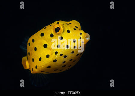 Juvenile Yellow Boxfish, Ostracion cubicus, Ambon, Moluques, Indonésie Banque D'Images