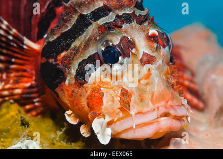 Dendrochirus Zebra poissons Lion, zèbre, Ambon, Moluques, Indonésie Banque D'Images