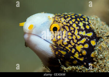 Echidna nebulosa murène, Flocon, Ambon, Moluques, Indonésie Banque D'Images