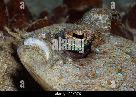 Bothus pantherinus, plie rouge Leopard, Ambon, Moluques, Indonésie Banque D'Images