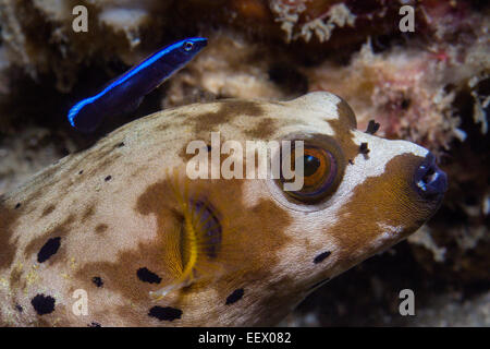 Épinoche tachetée Puffer et plus propre wrasse, Arothron nigropunctatus, Ambon, Moluques, Indonésie Banque D'Images