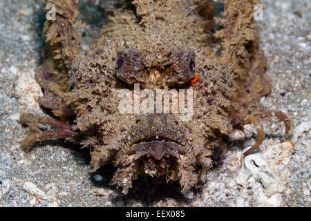 Les Devilfish, Inimicus didactylus, Ambon, Moluques, Indonésie Banque D'Images