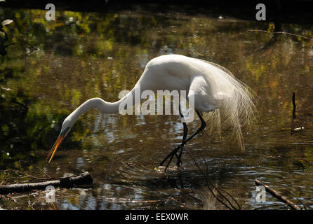 Grande Aigrette fréquemment observés dans les Everglades de Floride Banque D'Images