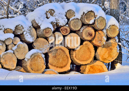 Un tas de bois coupé et empilé Banque D'Images