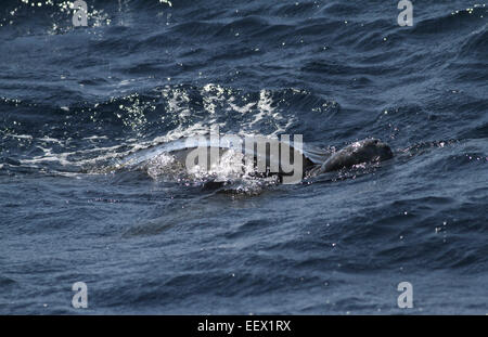 - La Tortue luth Dermochelys coriacea Banque D'Images