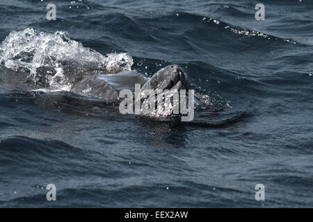 - La Tortue luth Dermochelys coriacea Banque D'Images