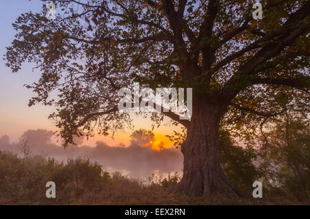 Faisceaux de soleil filtrant à travers l'arbre et le brouillard Banque D'Images