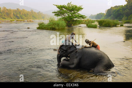 Les formateurs se baignent les jeunes à l'aube des éléphants dans la rivière Periyar, un fleuve au Kerala. Banque D'Images