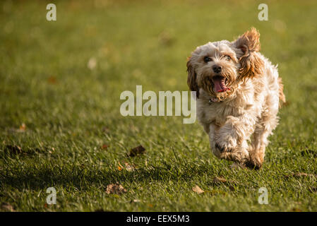 Cavapoo chien qui court Banque D'Images