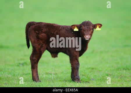 Devon un veau rouge dans un champ d'herbe Dorset UK Banque D'Images