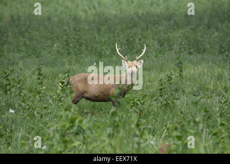 Porc indochinois Deer porcinus axe. Banque D'Images