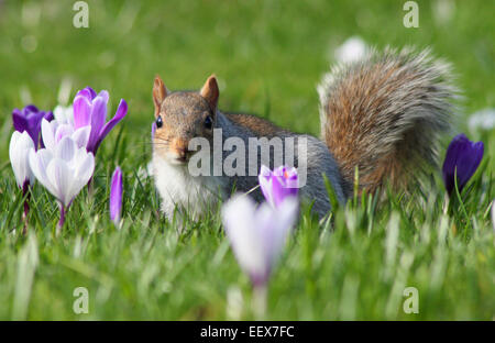 Un écureuil gris apparaît à l'odeur des crocus de printemps - s'il n'est de les manger - South Yorkshire, Angleterre, Royaume-Uni Banque D'Images