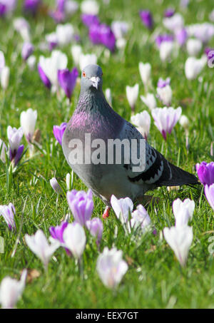 Pigeon de promenades à travers la floraison des crocus de printemps au Jardin botanique de Sheffield, Sheffield, Royaume-Uni Banque D'Images