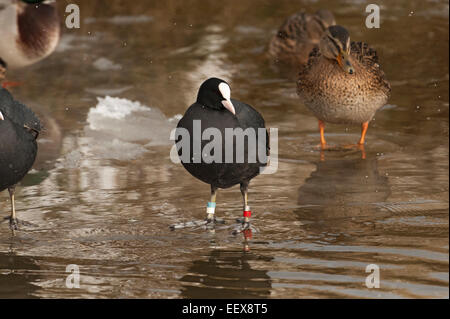 Lorsque le gel des lacs c'est un bon moment pour être en mesure de voir les anneaux de couleur sur l'eau les oiseaux tels que ce foulque. Banque D'Images