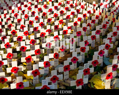 Rangées de Royal British Legion memorial coquelicots sur croix de bois morts à la guerre pour commémorer le Dimanche du souvenir au Royaume-Uni Banque D'Images