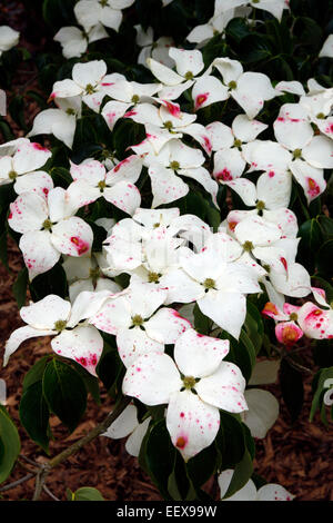 Cornus kousa 'John' Slocock Banque D'Images