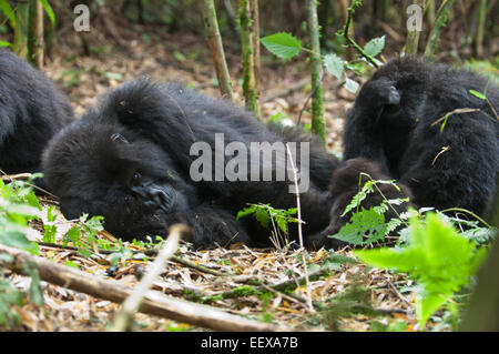 La famille Agashya de gorilles dans le parc national des volcans, Rwanda Banque D'Images