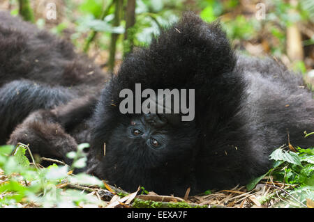 La famille Agashya de gorilles dans le parc national des volcans, Rwanda Banque D'Images