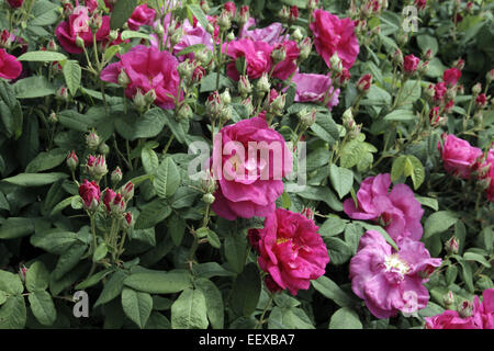 Rosa Gallica officinalis var AGM Banque D'Images