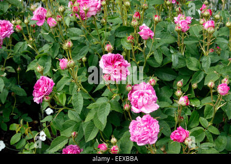 Rosa 'Belle de Crécy' Rose Gallica AGA Banque D'Images