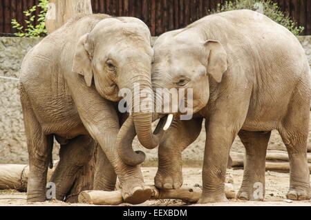 Deux éléphants indiens au Zoo de Plock Pologne Banque D'Images