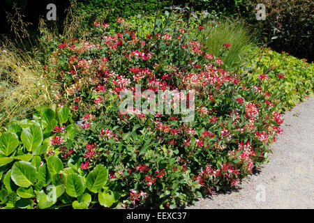 Lonicera periclymenum 'Le Honeybush' Banque D'Images